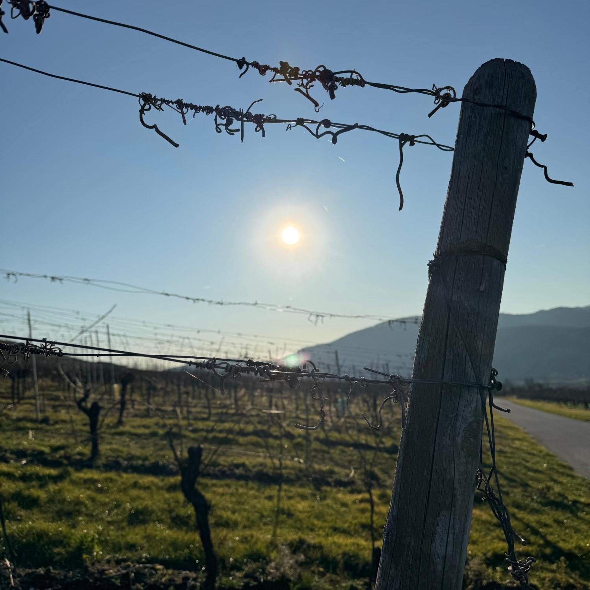 Bed and Breakfast Weingut Tiliahof Brauneberg Zewnętrze zdjęcie