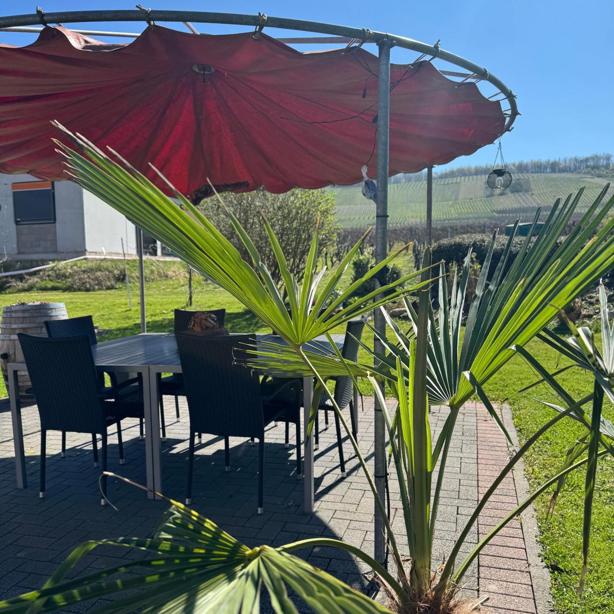 Bed and Breakfast Weingut Tiliahof Brauneberg Zewnętrze zdjęcie